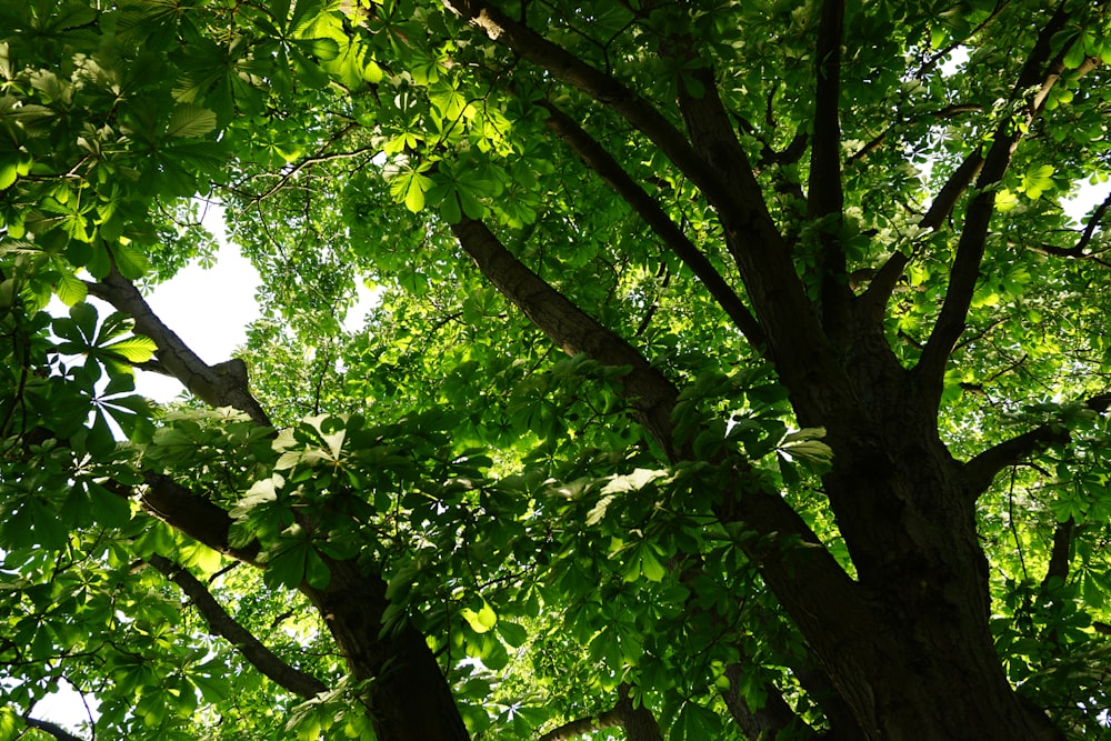 a tree with green leaves