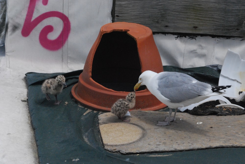 a group of birds standing on a concrete surface