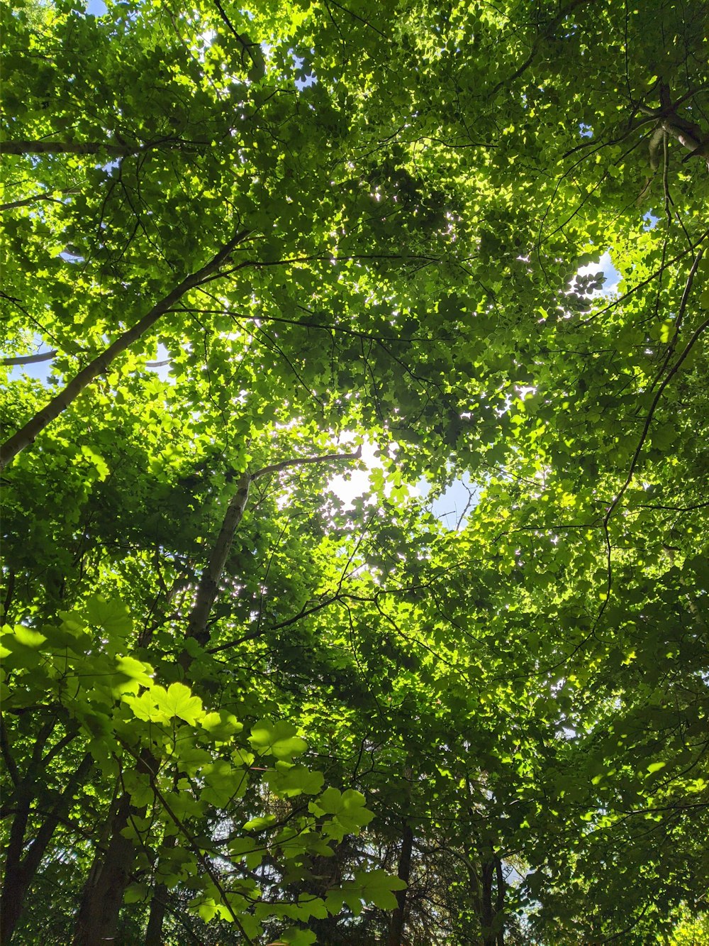 looking up at trees and sky