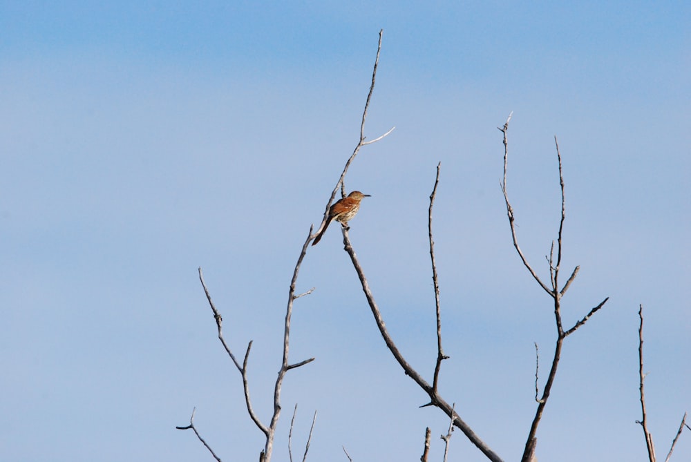 a bird sitting on a tree branch