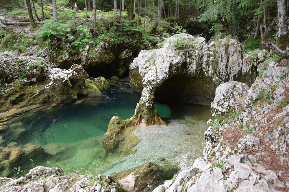 Un pequeño río en un bosque