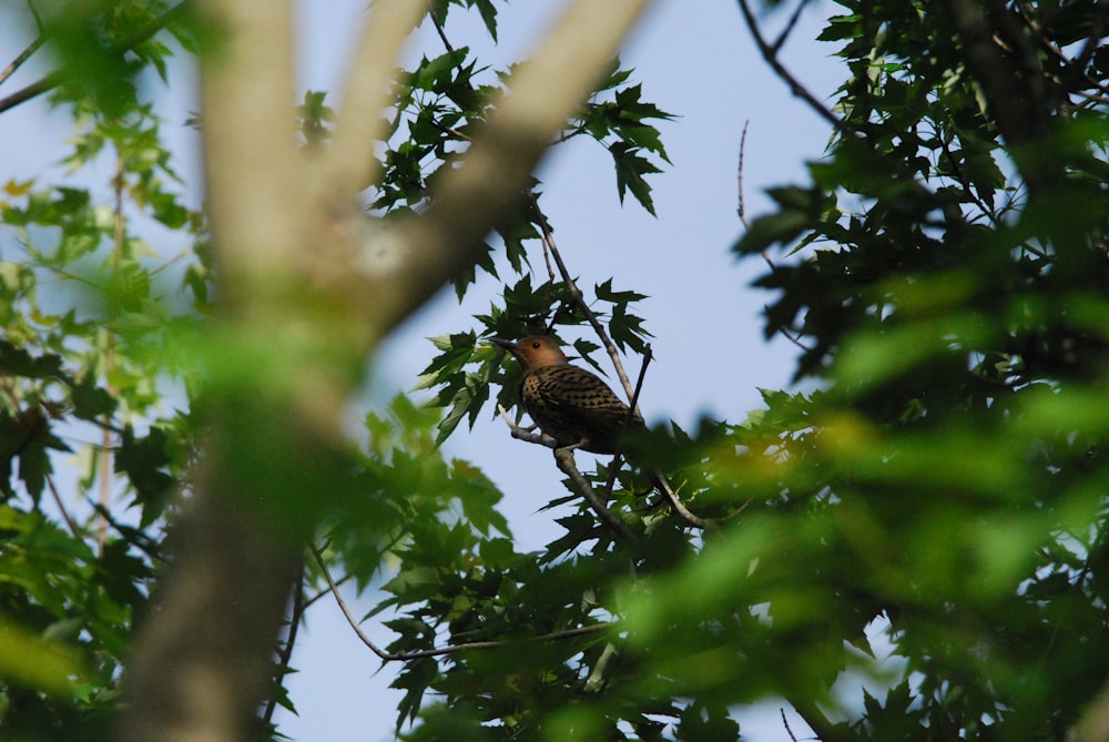 a bird perched on a tree branch