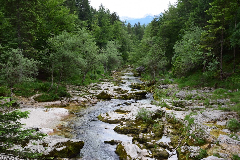 a river running through a forest