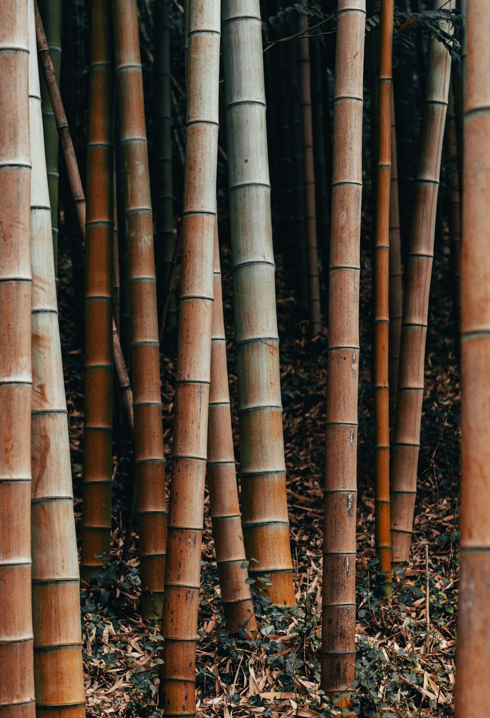 a row of bamboo trees
