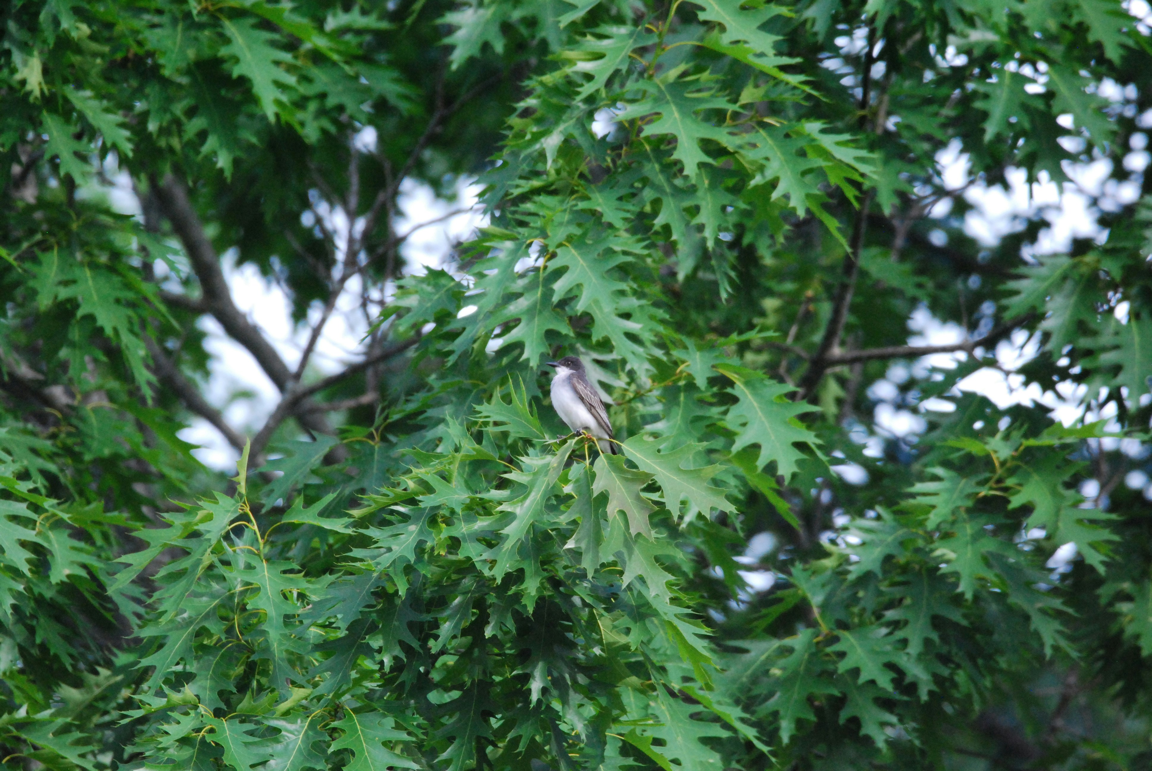 Eastern Kingbird Perched on Leafy Branch