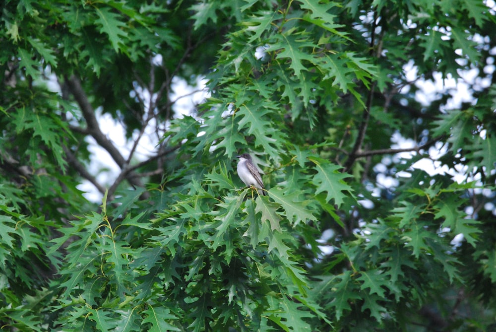 un oiseau perché sur une branche