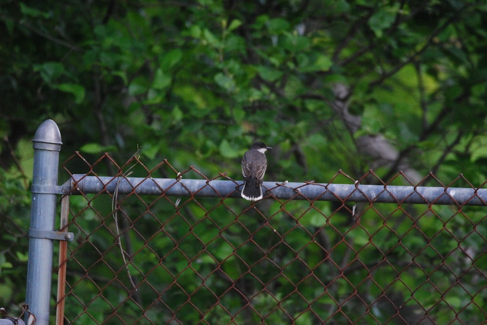 a bird perched on a fence