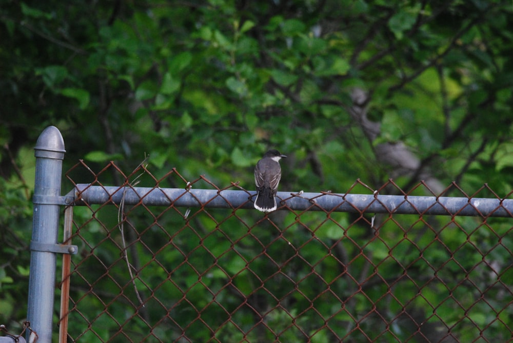 un oiseau perché sur une clôture