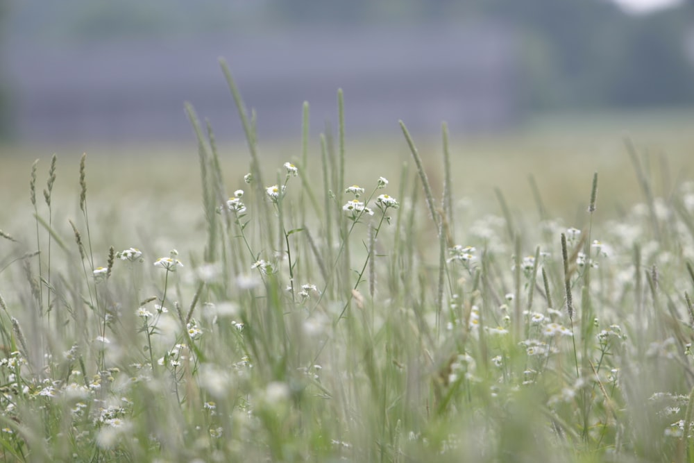 a field of grass with flowers