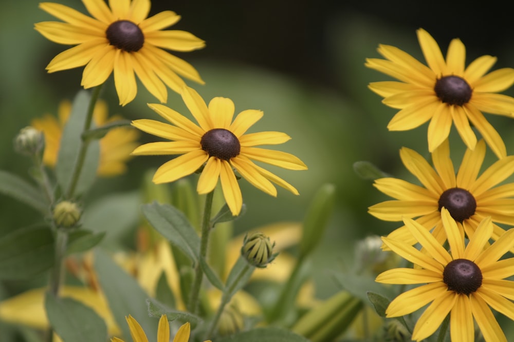 a group of yellow flowers