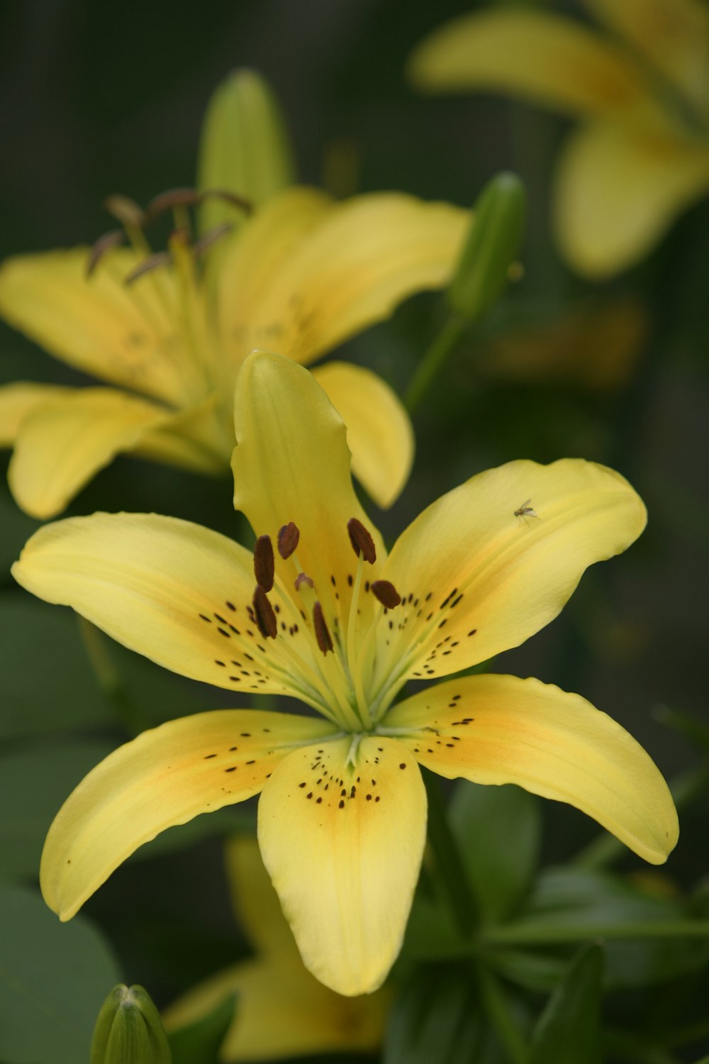 Gros plan d’une fleur jaune