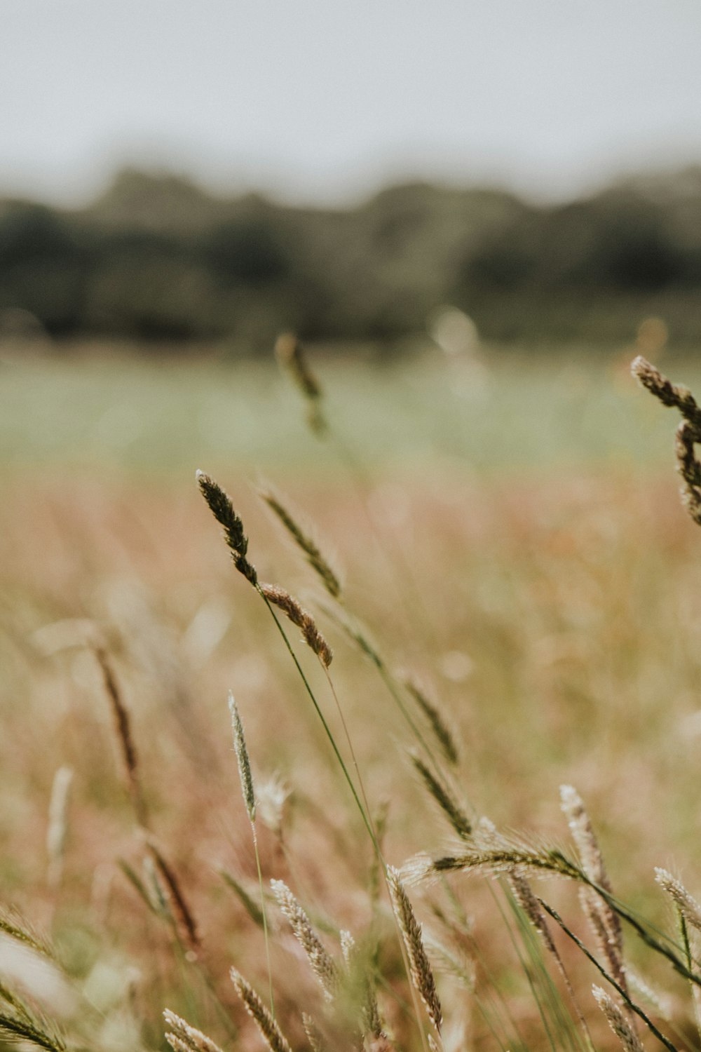 close up of a field