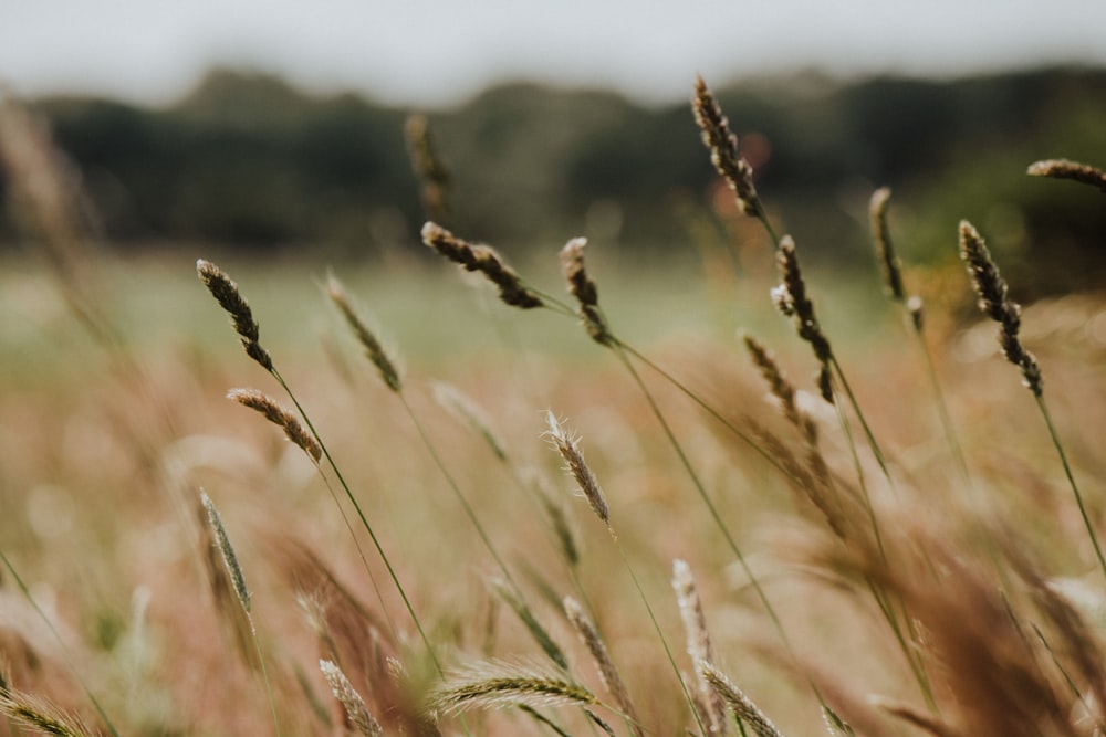 close up of wheat