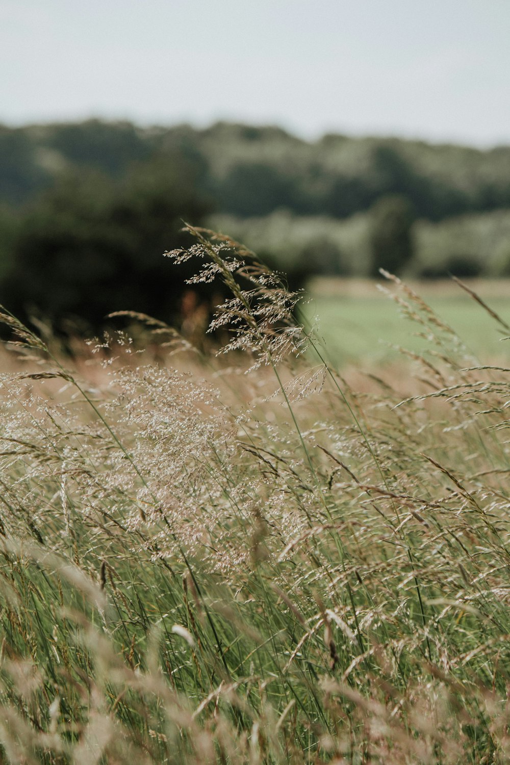 a close up of a grass field