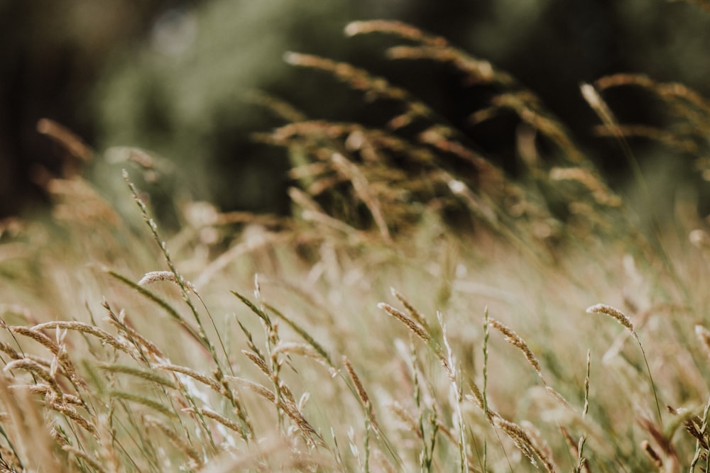 close up of wheat