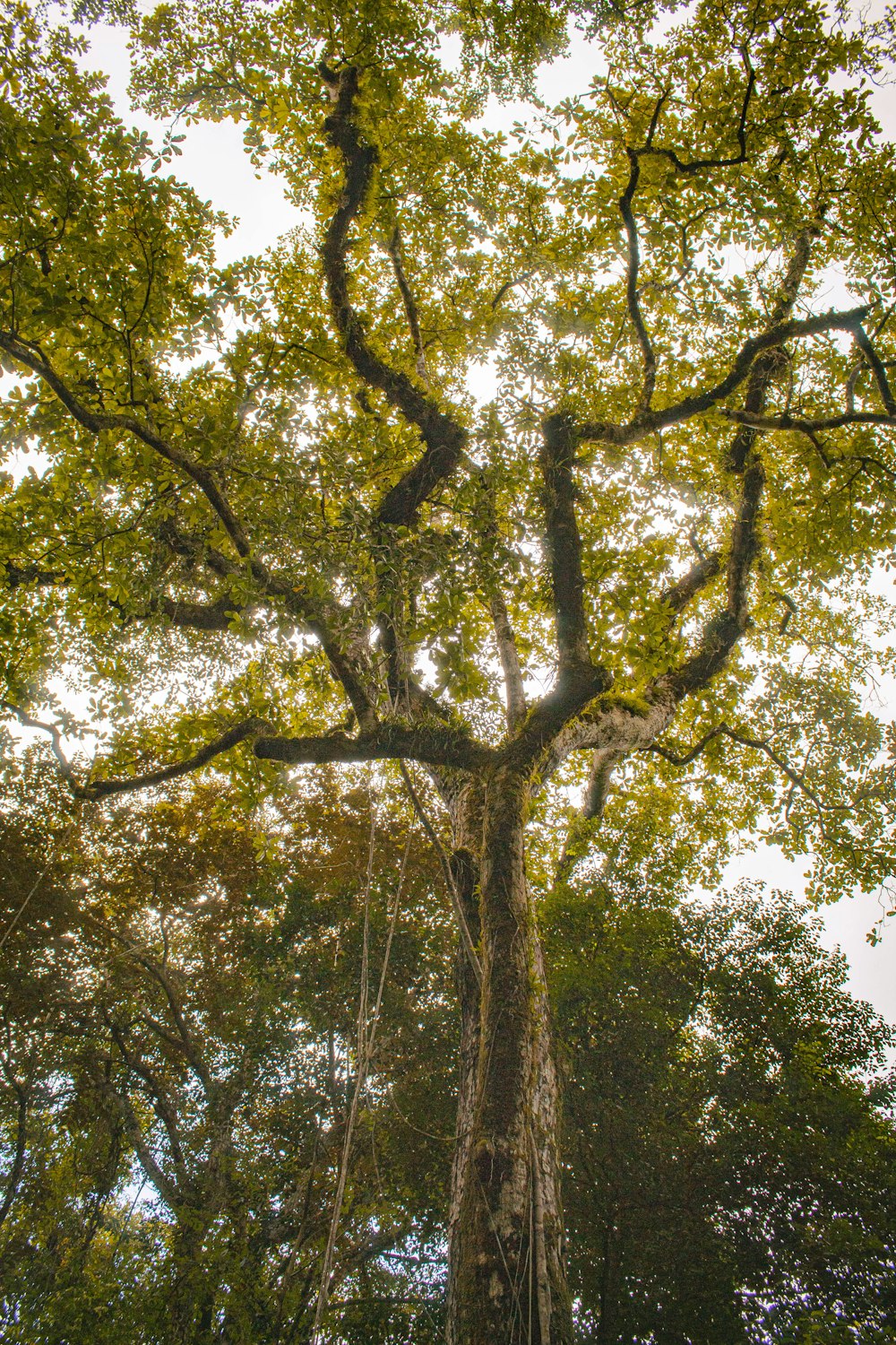 a group of trees with yellow leaves