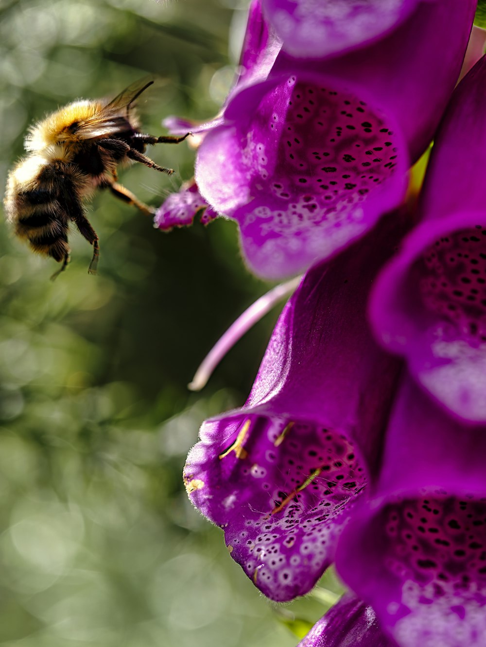 a bee on a purple flower