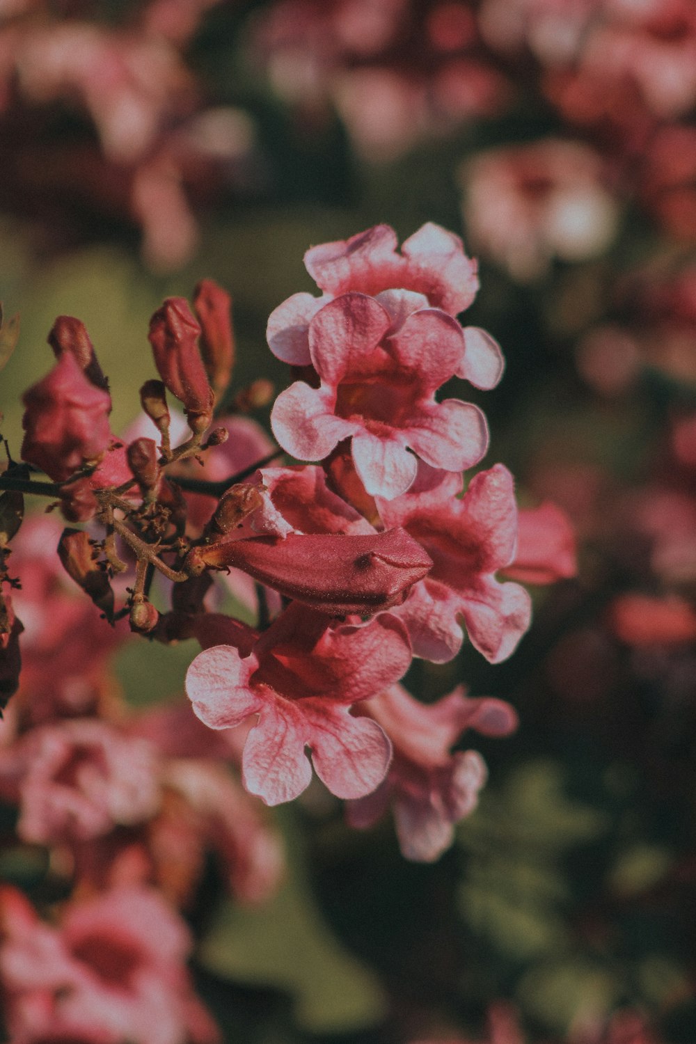 close up of pink flowers