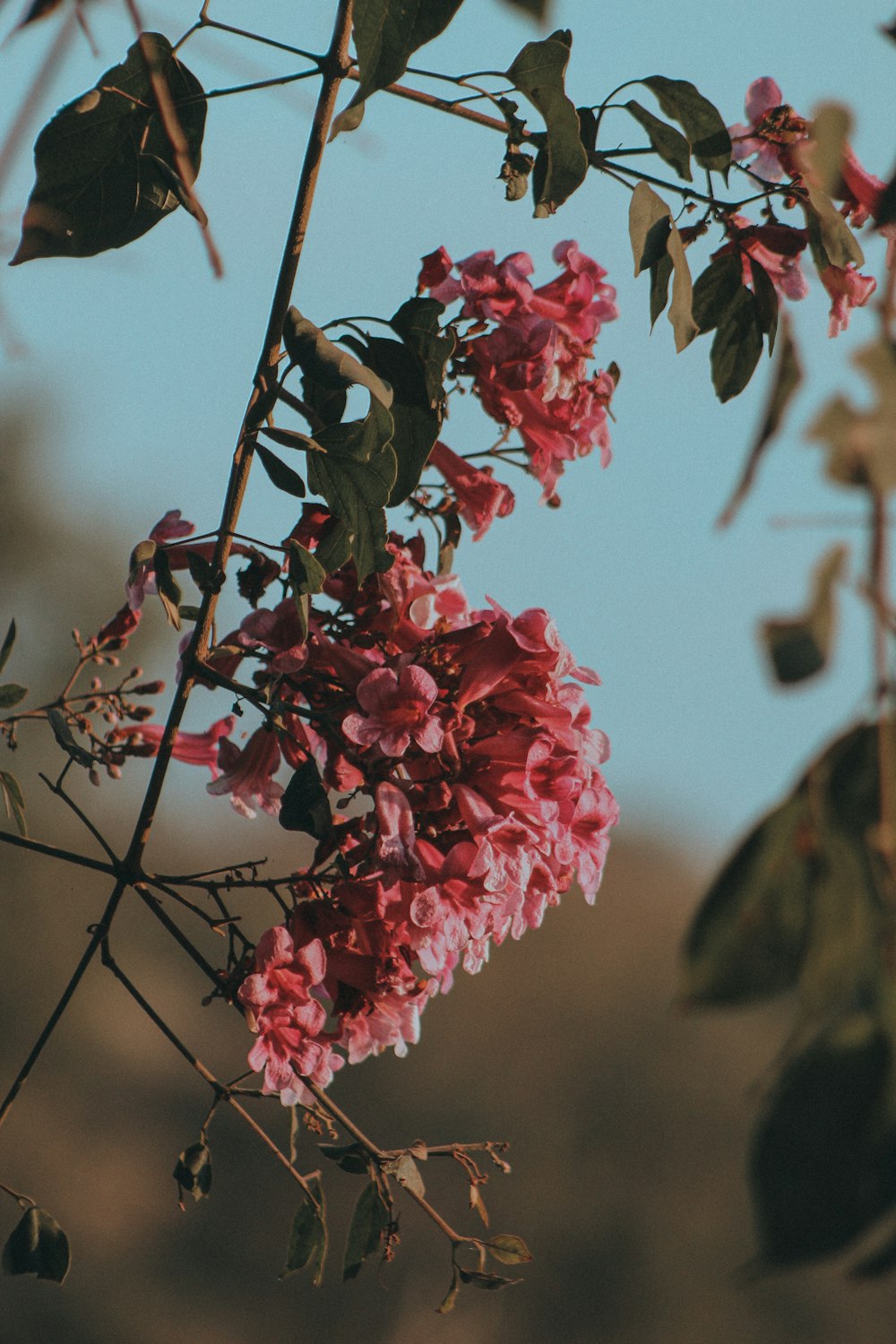 a tree with pink flowers