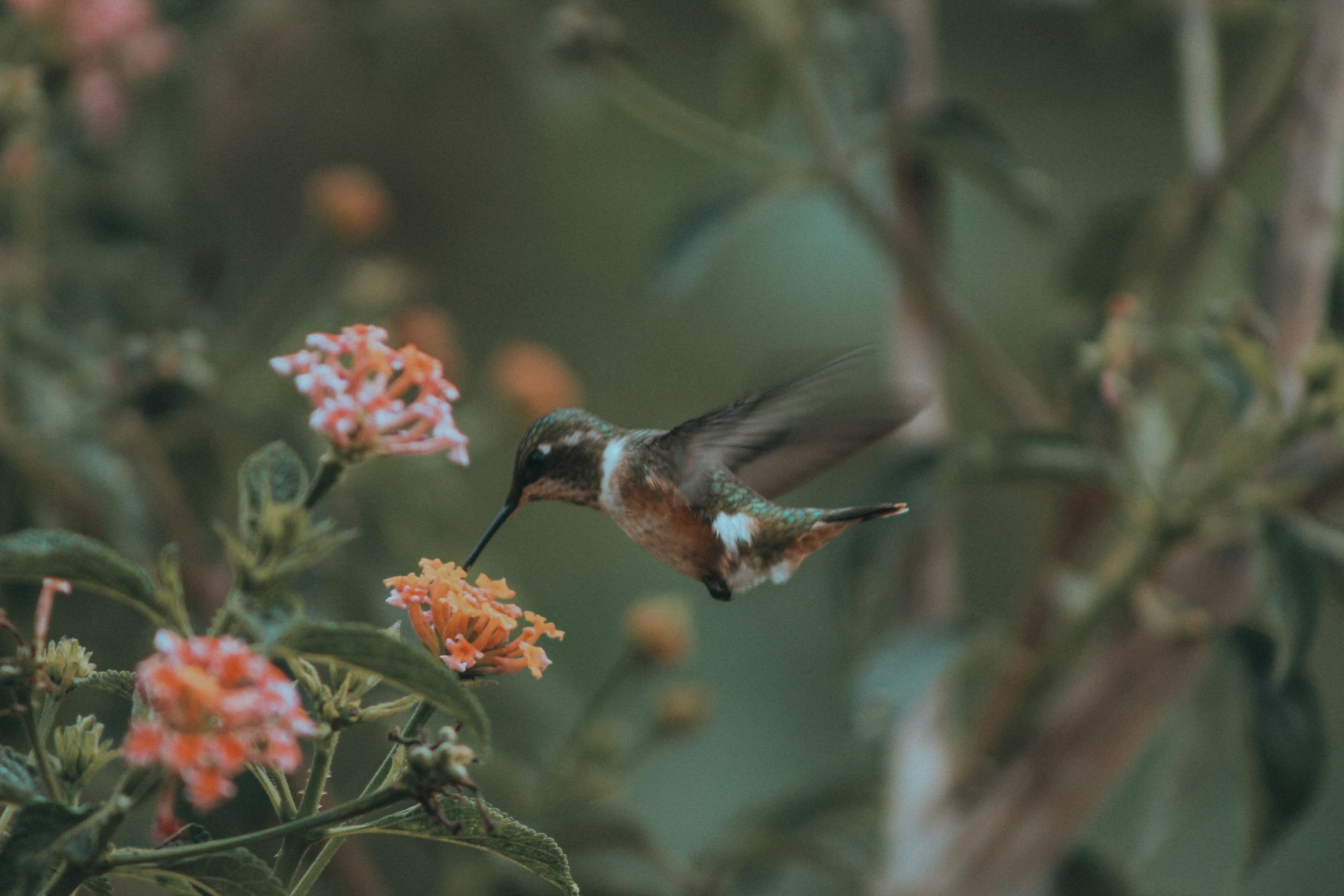 a hummingbird flying over a flower