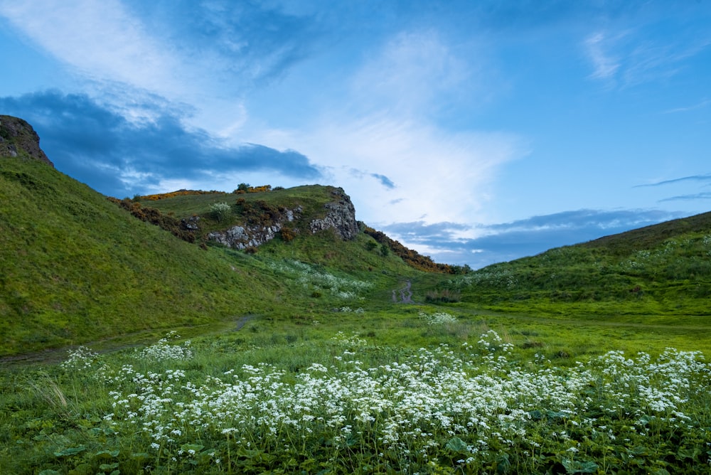 a grassy hill with a trail