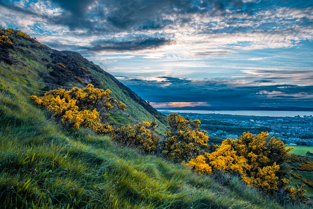 a beautiful landscape with trees and a body of water in the background