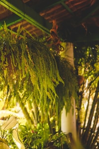 Boston Fern