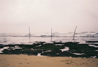 a group of sticks sticking out of the water