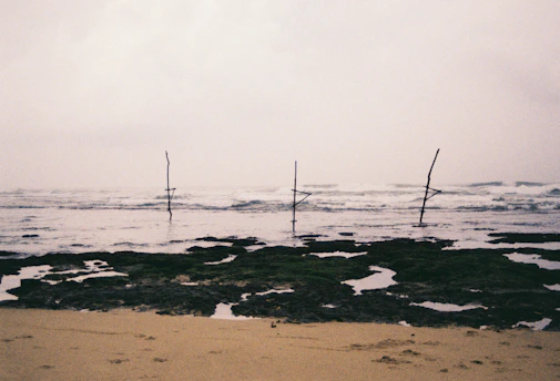 a group of sticks sticking out of the water