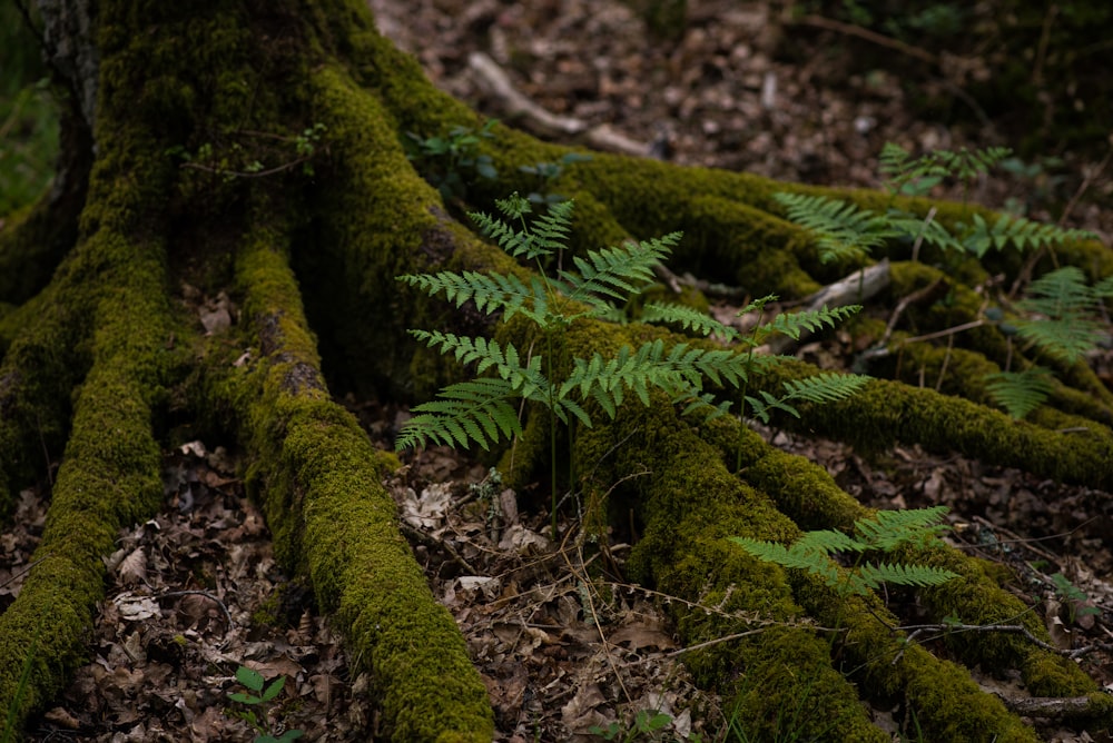 a close-up of some plants