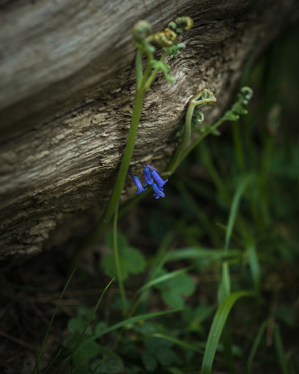 a blue bug on a branch