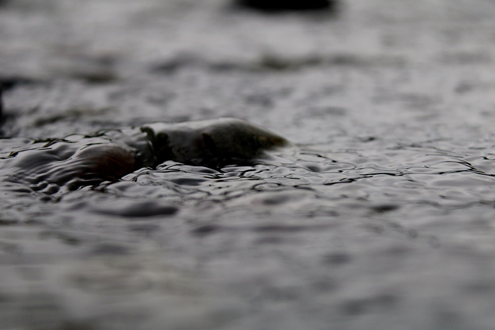 a seal swimming in the water