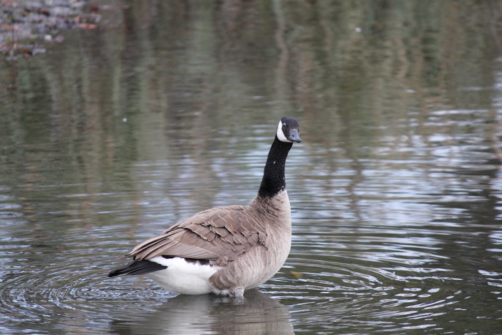 a duck in the water