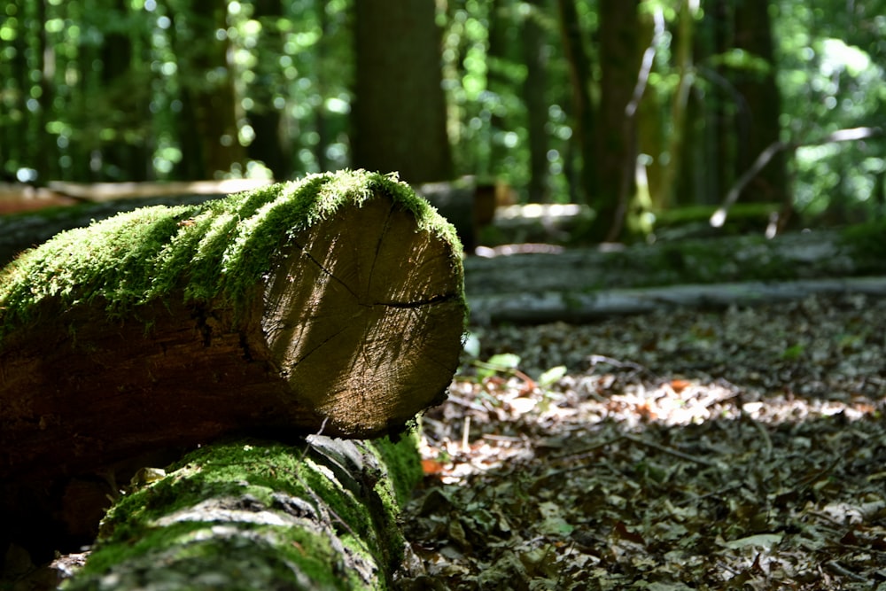 a large mossy rock in a forest