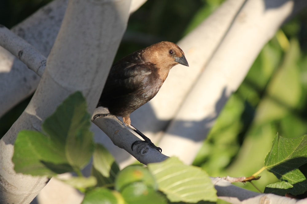 a bird perched on a branch