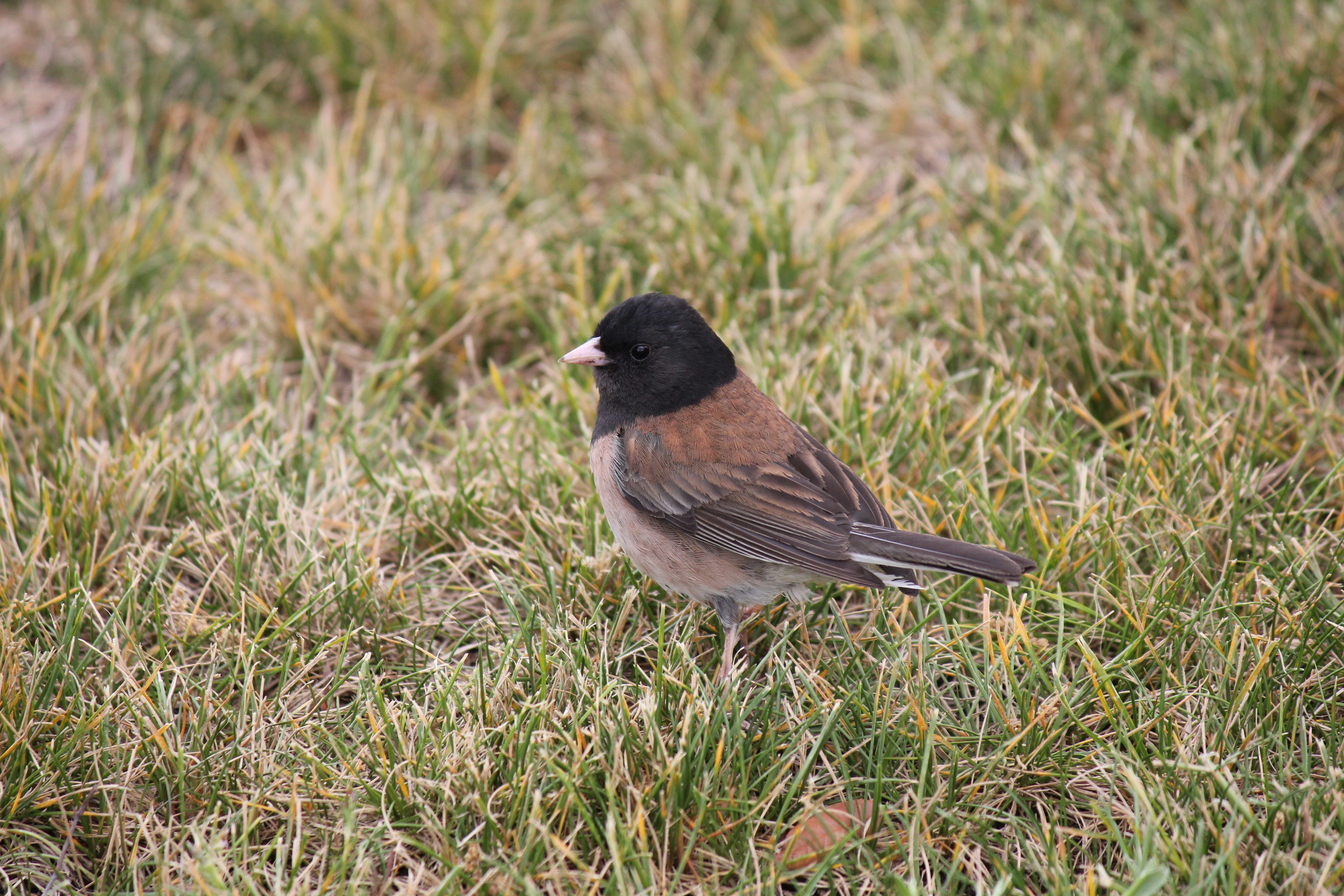 a bird standing in the grass