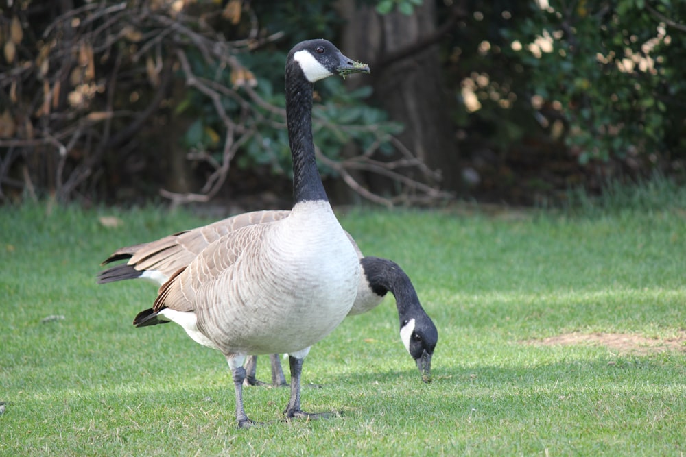 a couple of geese in a grassy area