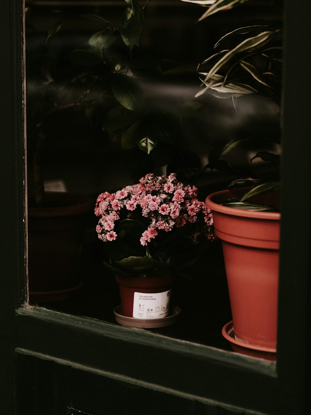 a couple of potted plants