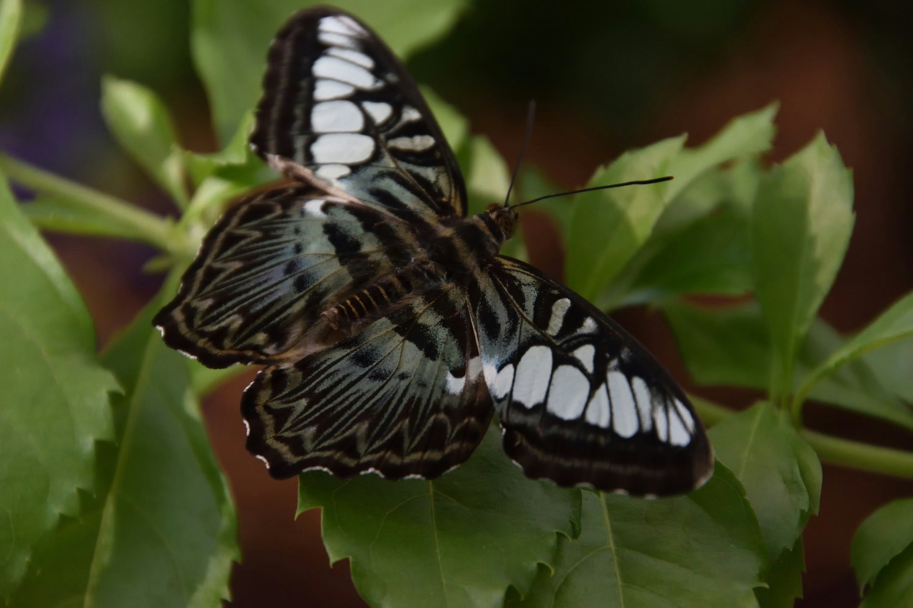 a butterfly on a leaf