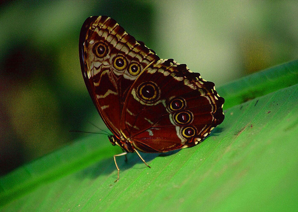 a butterfly on a leaf