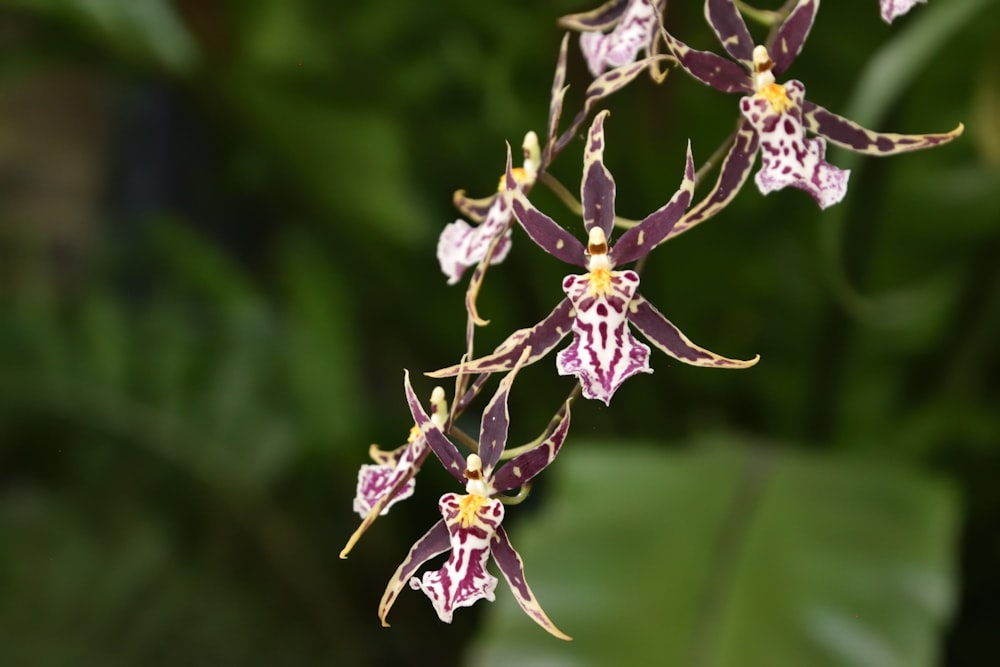 a close up of a purple flower