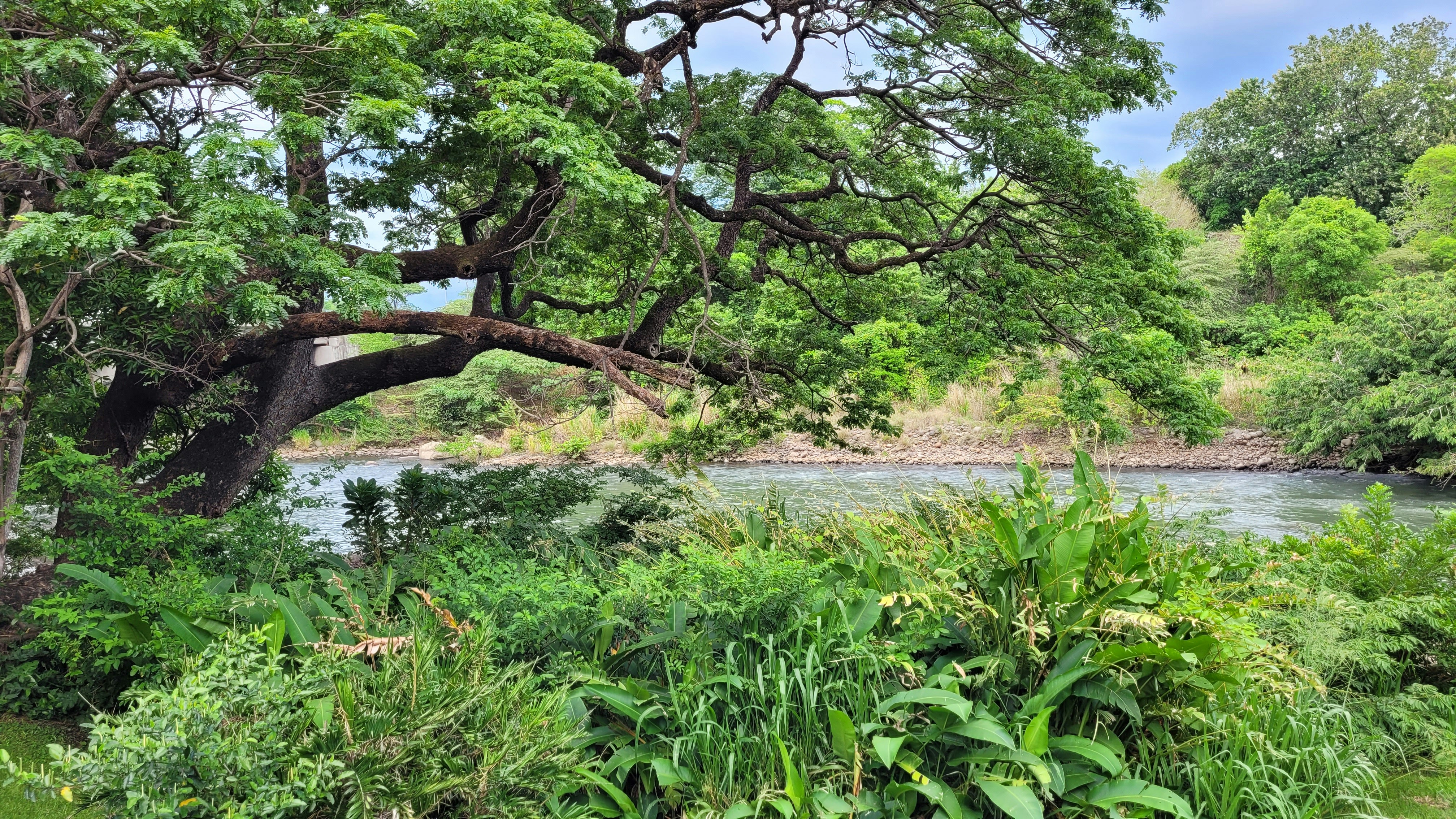 a river with trees and plants around it