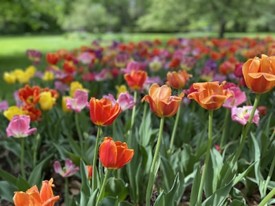 Blooming tulip gardens bursting with vibrant colors in spring.