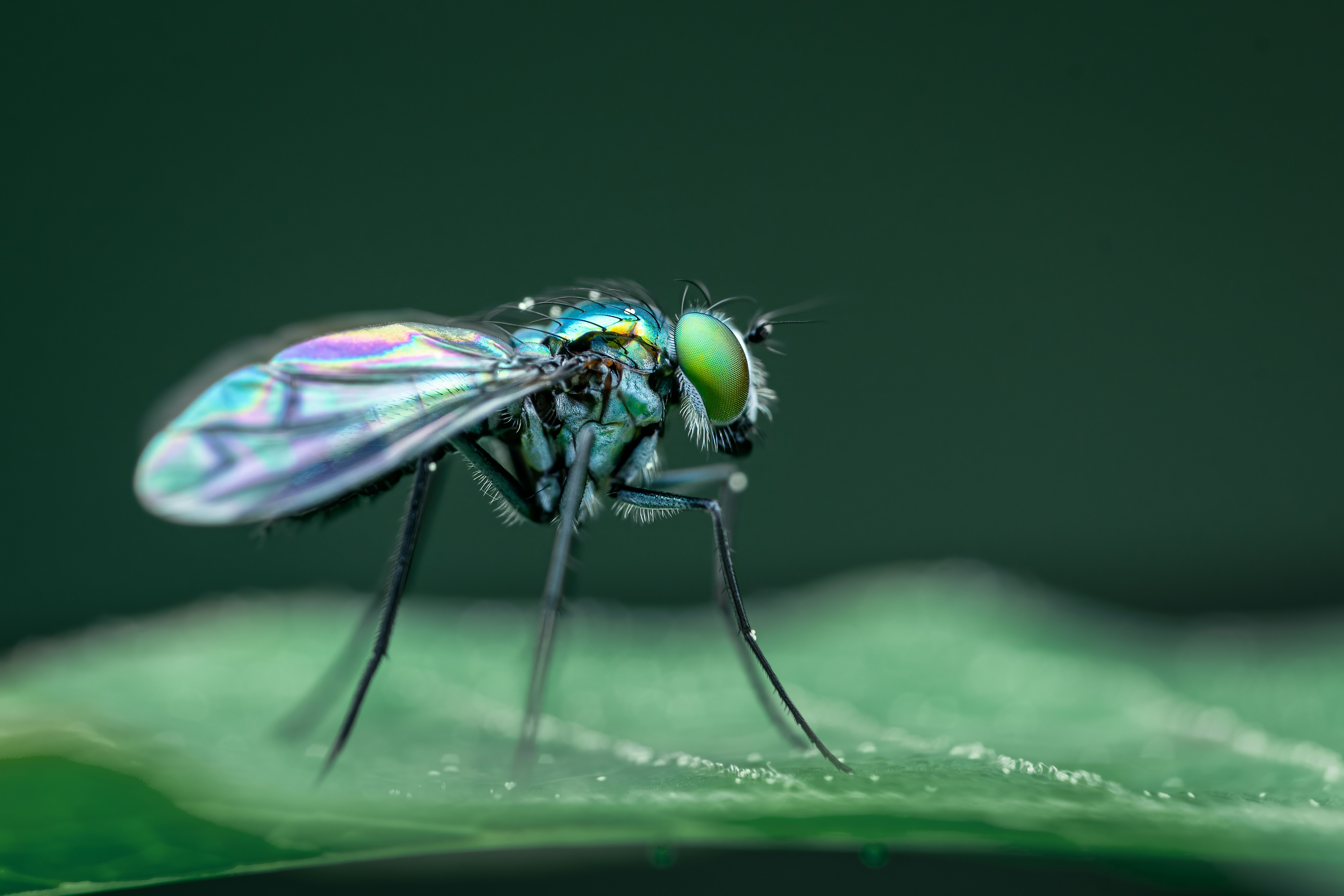 great photo recipe,how to photograph a close up of a fly