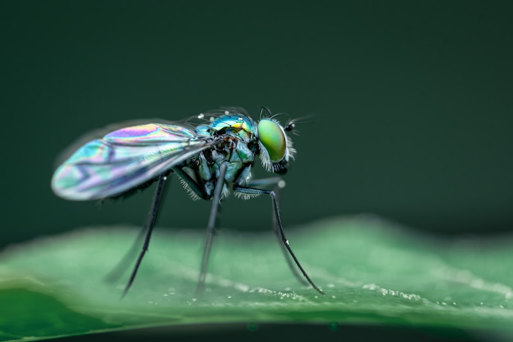 a close up of a fly