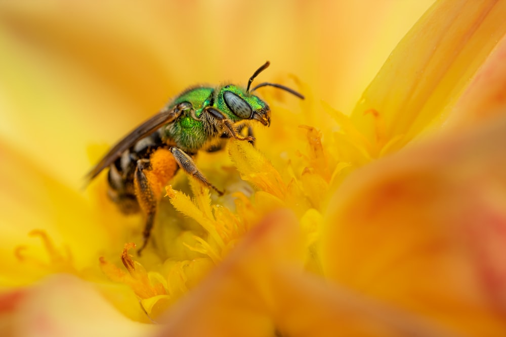 a bee on a flower