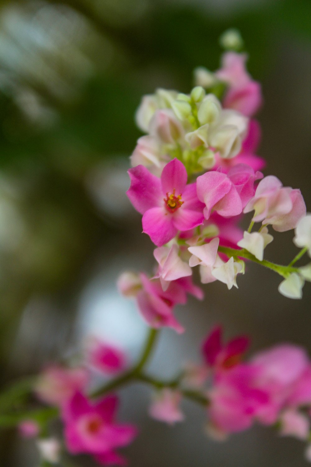 close up of flowers