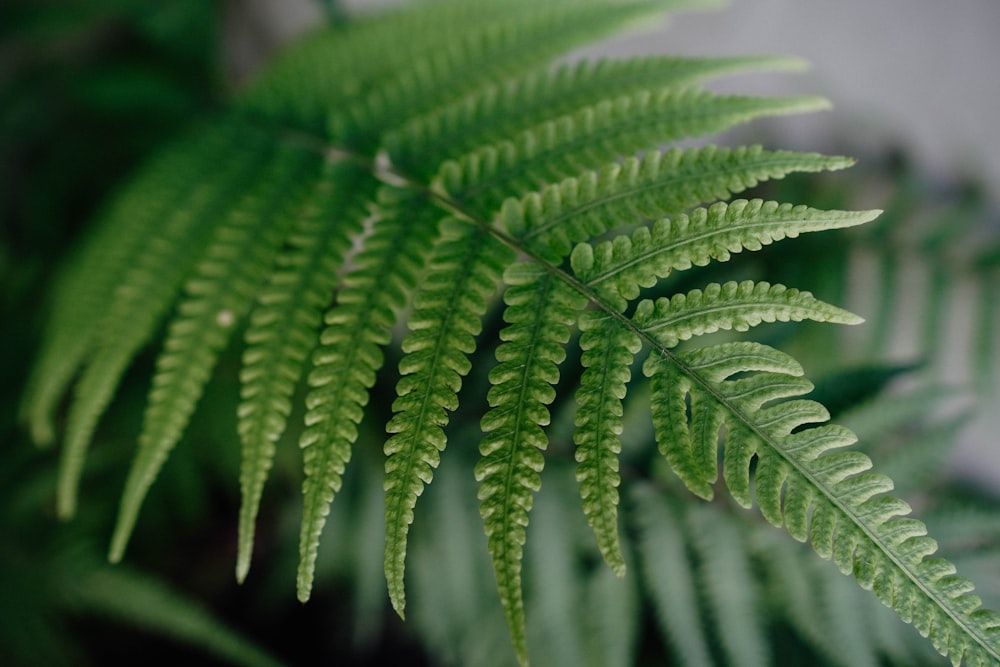 close-up of a green plant