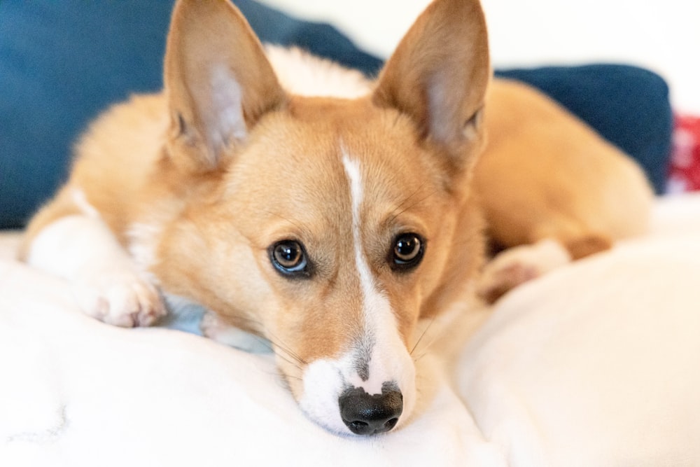 a dog lying on a blanket