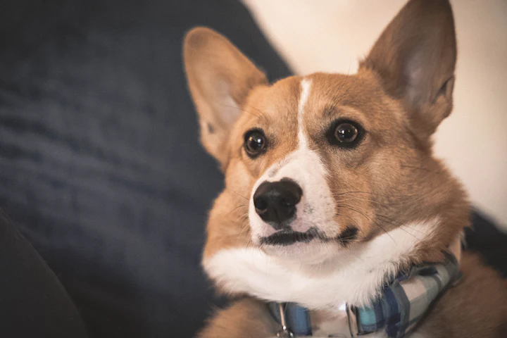 Real dog wearing a collar